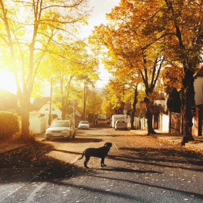 dog-on-concrete-road-688835 Tag der Nachbarn